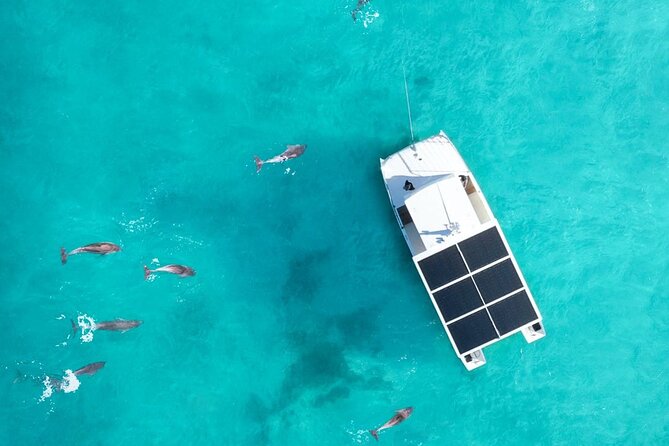 Biologist Owned & Operated: Dolphin Watching & Guided Snorkeling - Watching more than 200 wild bottlenose dolphins