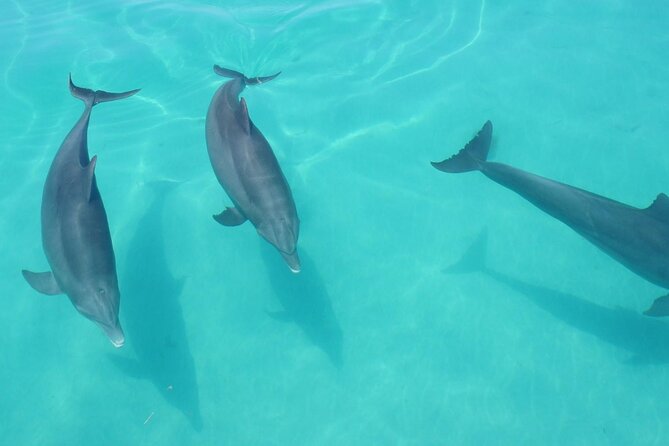 Biologist Owned & Operated: Dolphin Watching & Guided Snorkeling - Why beginners may feel comfortable in the water