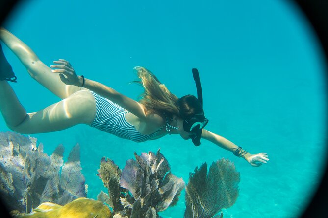 Biologist Owned & Operated: Dolphin Watching & Guided Snorkeling - Meeting at Key West Historic Seaport
