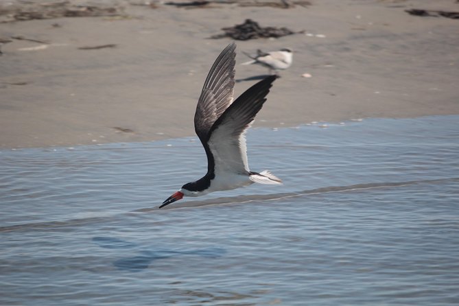 Birding By Boat on the Osprey - Key points about Birding By Boat
