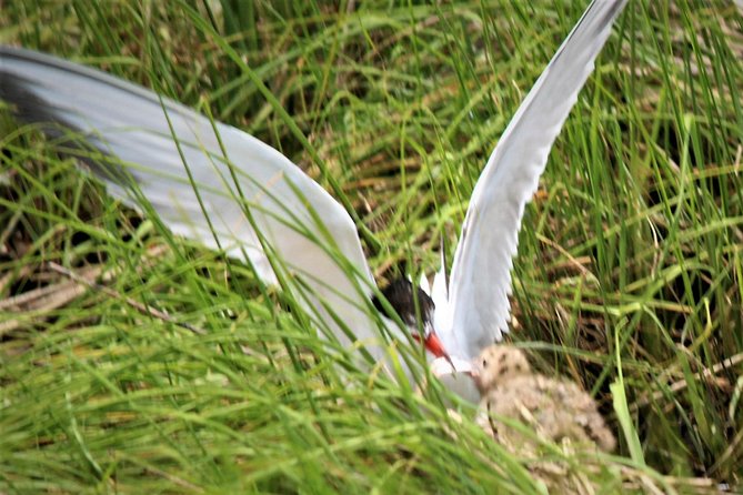 Birding By Boat on the Osprey - Why Cape May’s salt marsh is worth seeing by boat