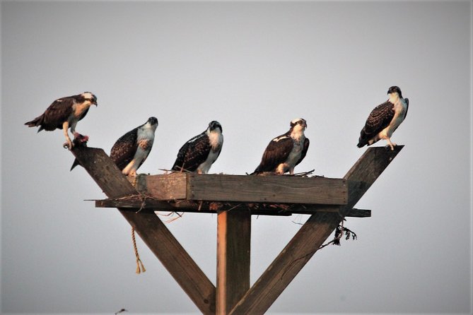 Birding By Boat on the Osprey - The naturalist turns sightings into understanding