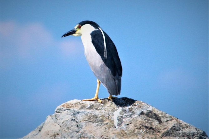 Birding By Boat on the Osprey - Binoculars, boat comfort, and photography