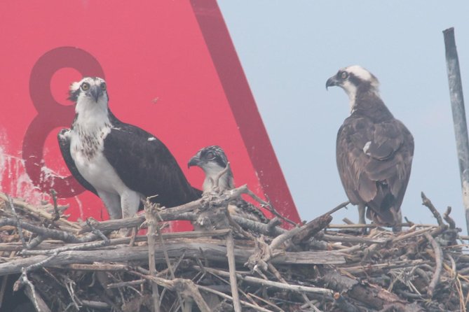 Birding By Boat on the Osprey - Captain Bob’s route through the back bay