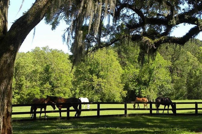 Boone Hall Plantation All-Access Admission Ticket - Gardens, animals, and the working farm