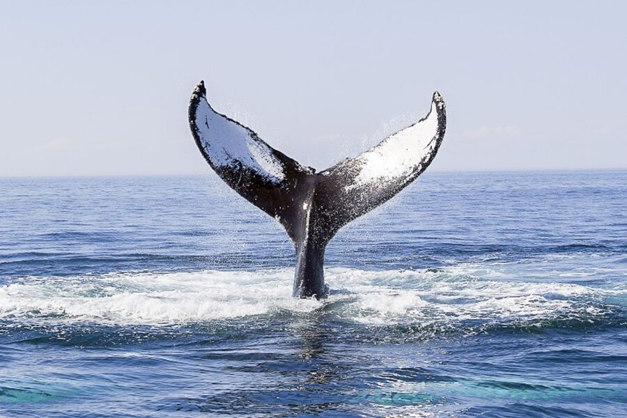 Boston: City Cruises Whale Watching Cruise - Booking advice, weather, and cancellation