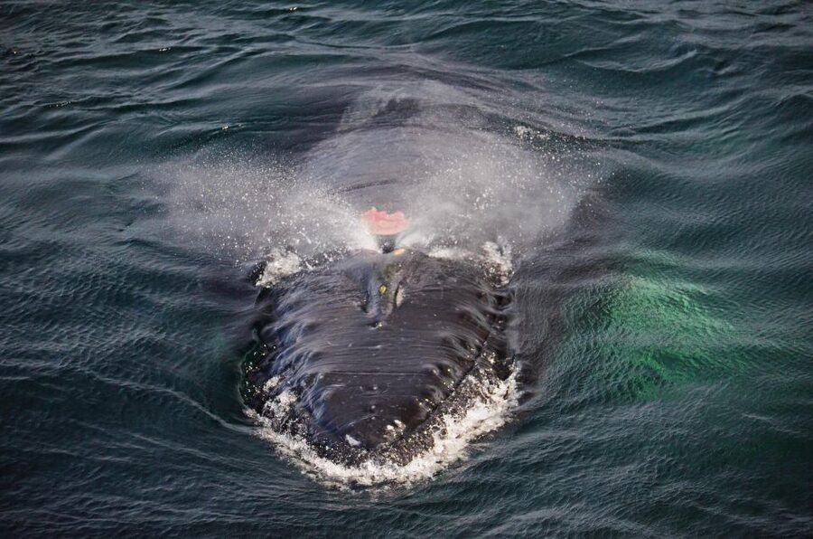 Boston: City Cruises Whale Watching Cruise - The naturalist makes the difference