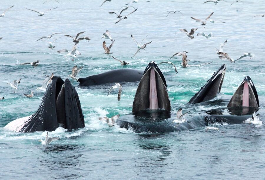 Boston: City Cruises Whale Watching Cruise - Finding your best viewing spot