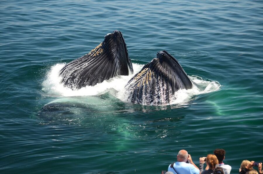 Boston: City Cruises Whale Watching Cruise - Seasickness and the reality of a long ocean ride