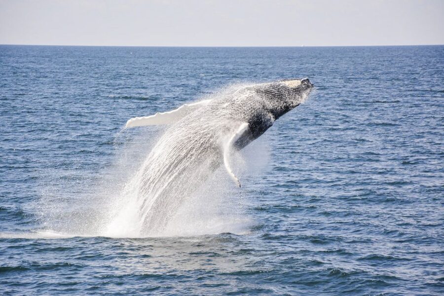 Boston: City Cruises Whale Watching Cruise - Is the $85 price fair?