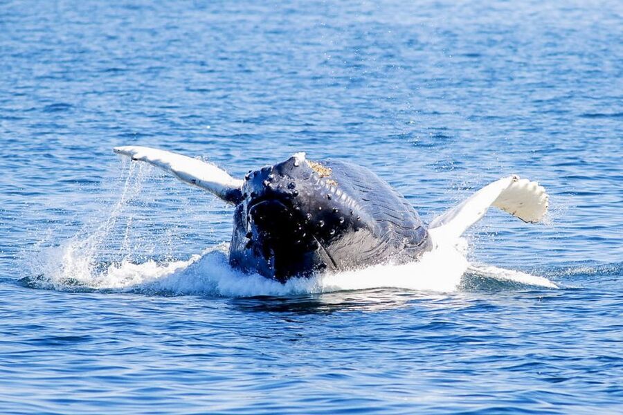 Boston: City Cruises Whale Watching Cruise - Who will enjoy this most?