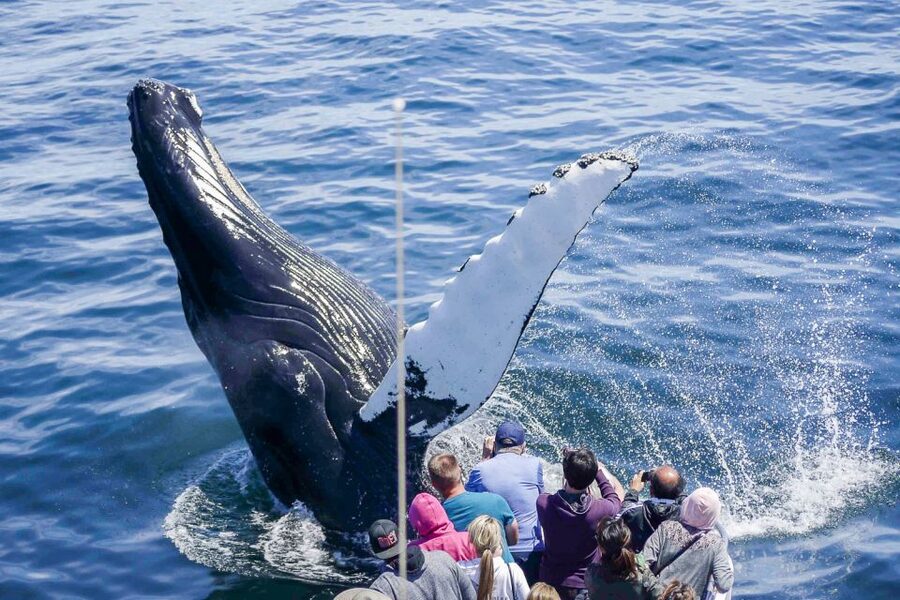 Boston: City Cruises Whale Watching Cruise - Why Stellwagen Bank is worth the long ride