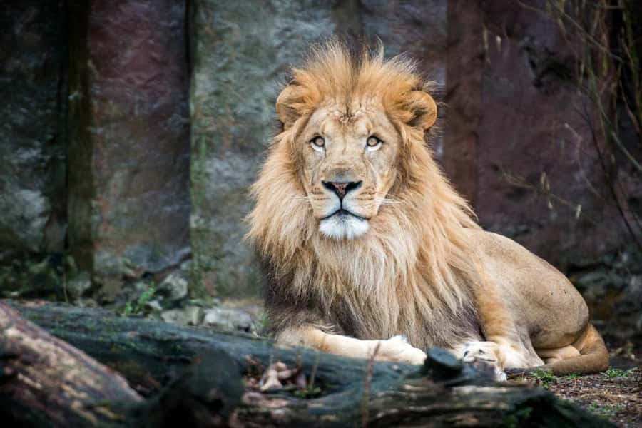 Boston: Franklin Park Zoo Entry Ticket - A 72-acre zoo inside historic Franklin Park