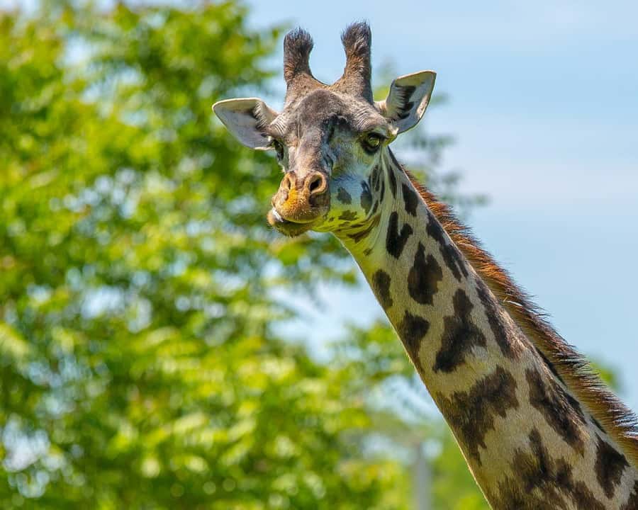 Boston: Franklin Park Zoo Entry Ticket - Giraffe Savannah offers a calmer African encounter