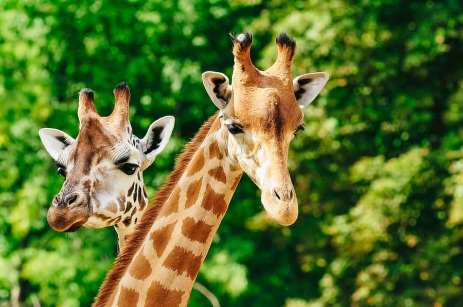 Boston: Franklin Park Zoo Entry Ticket - Plan food, breaks, and children’s energy