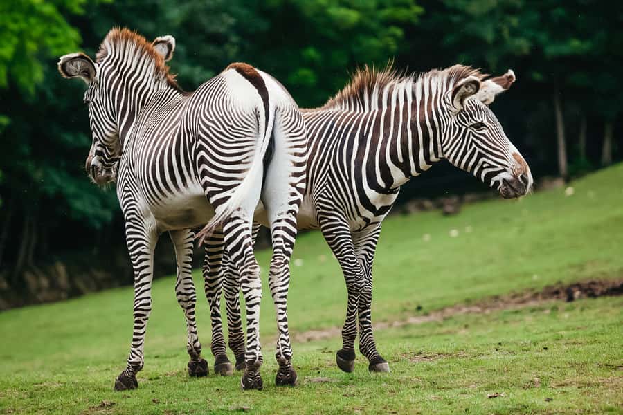Boston: Franklin Park Zoo Entry Ticket - Is $24 good value for Boston?