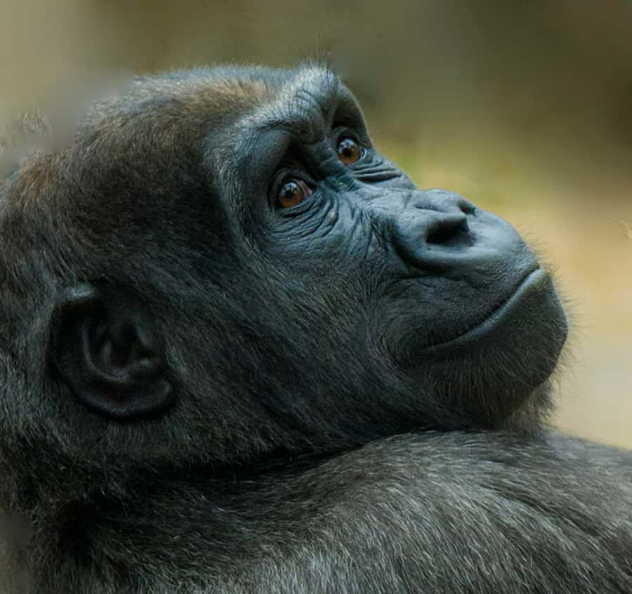 Boston: Franklin Park Zoo Entry Ticket - Kalahari Kingdom brings you face to face with the lion