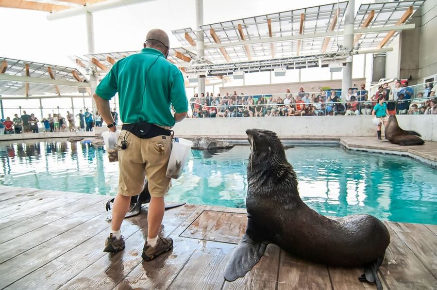 Boston: New England Aquarium Entry + Optional Simons Theatre - Add a Simons Theatre film if you want a longer day