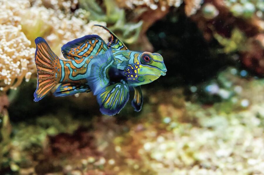 Boston: New England Aquarium Entry + Optional Simons Theatre - Compare Caribbean and Indo-Pacific reef habitats