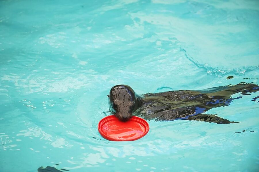 Boston: New England Aquarium Entry + Optional Simons Theatre - Watch harbor seals in the 42,000-gallon outdoor exhibit