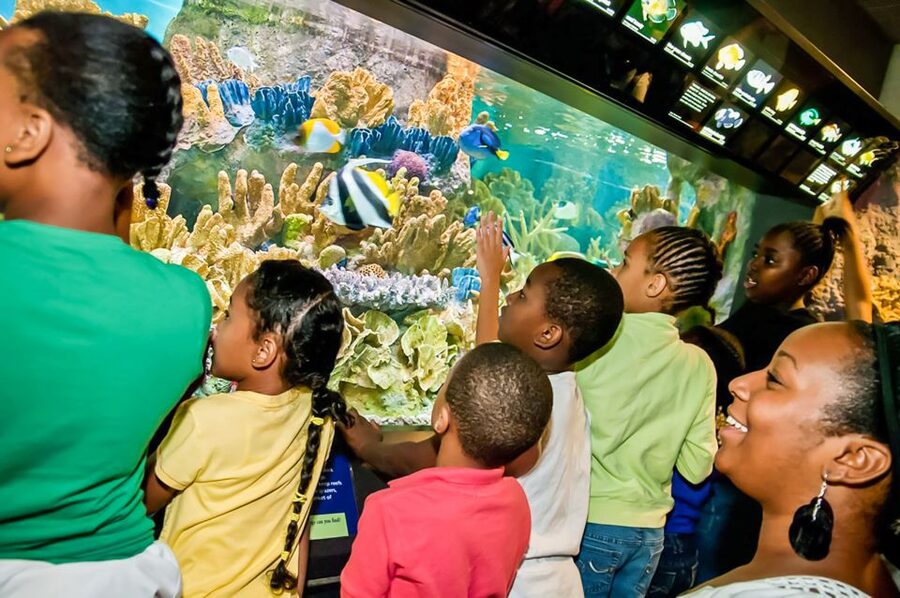 Boston: New England Aquarium Entry + Optional Simons Theatre - See California sea lions at the Marine Mammal Center