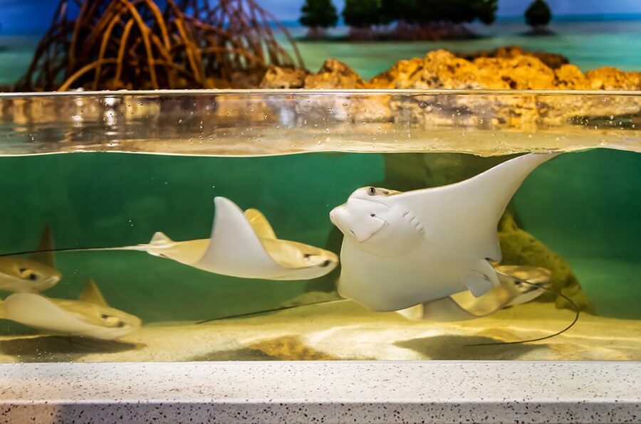 Boston: New England Aquarium Entry + Optional Simons Theatre - Explore the Amazon Rainforest and other smaller exhibits