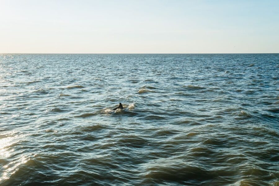 Cape May: Cape May Island Sunset Cruise & Dolphin Watching - A sunset cruise that earns its place in your Cape May evening