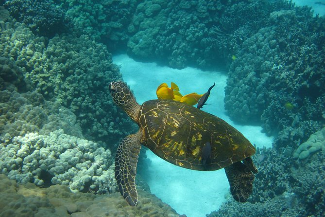 Captain Cook Snorkel Tour with Sea Caves and Lava Tubes - Guides, snacks, and the human side of the trip