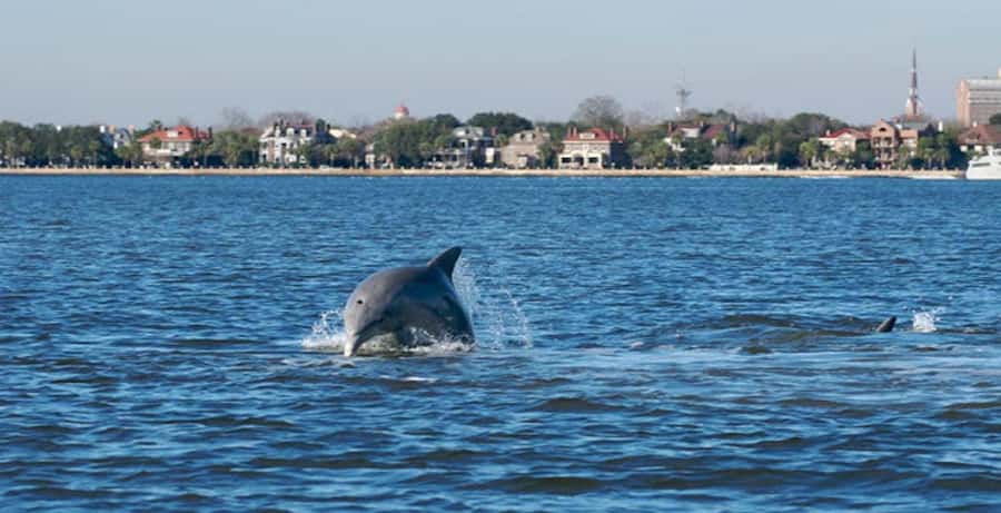 Charleston: Daytime or Sunset Historic Harbor Cruise - The Charleston Harbor route, 90 minutes at a time