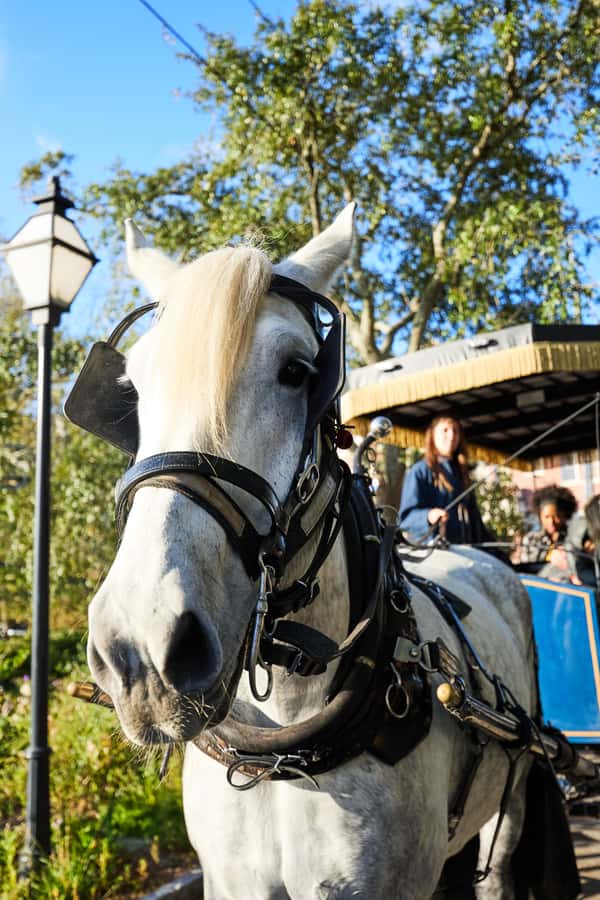 Charleston: Downtown Horse-Drawn Carriage Tour - Horse care and the feel of the operation