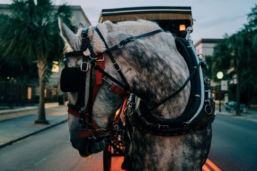 Charleston: Haunted Carriage Evening Tour - The Old Exchange and Provost Dungeon