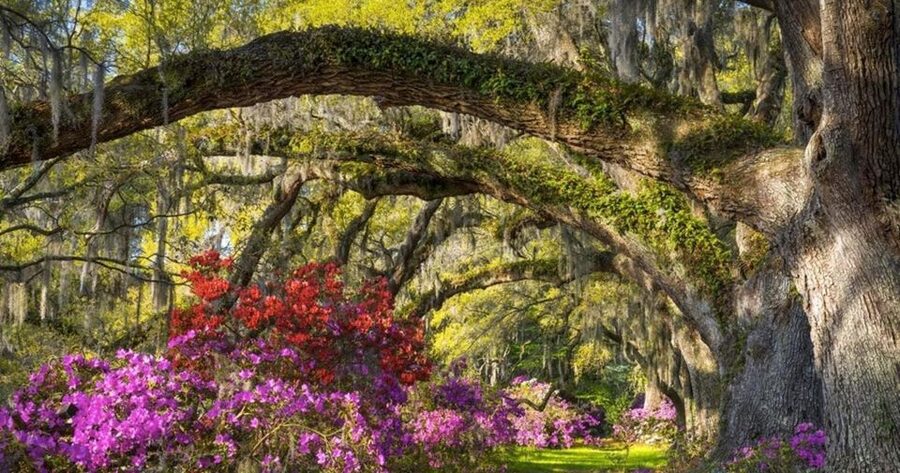 Charleston: Magnolia Plantation Entry & Tour with Transport - Wildlife, cabins, and extra areas