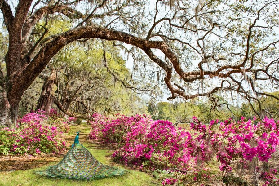Charleston: Magnolia Plantation Entry & Tour with Transport - Is the $90 price fair?