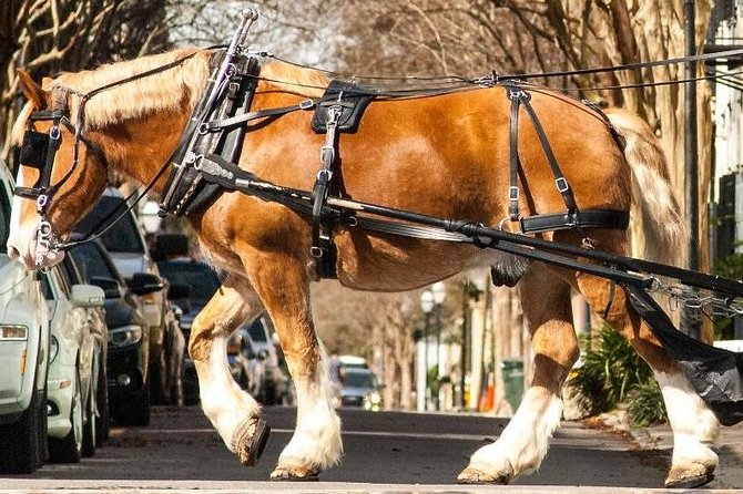 Charleston's Historic Residential Horse and Carriage Tour - What the guide adds to the scenery