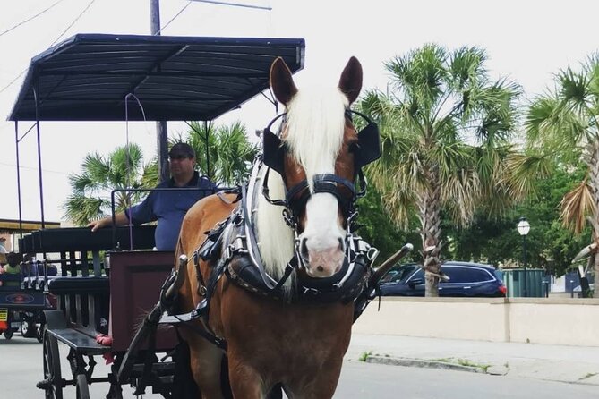 Charleston's Historic Residential Horse and Carriage Tour - Who will enjoy this Charleston ride most?