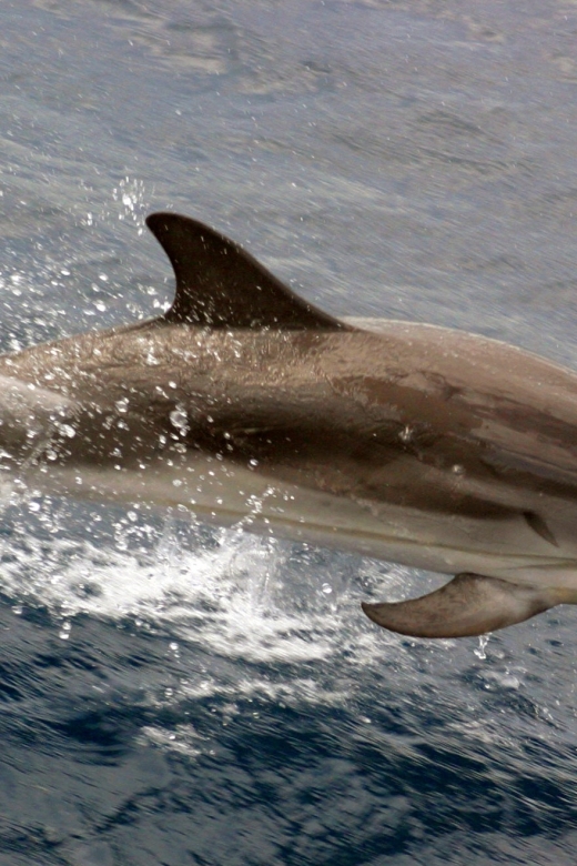 Charleston: Sightseeing Harbor Tour & Dolphin Watch - Key points to know before you book