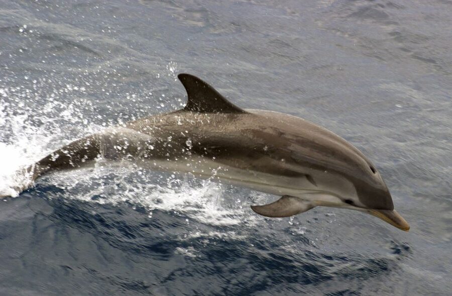 Charleston: Sightseeing Harbor Tour & Dolphin Watch - The first 10 minutes across Charleston Harbor