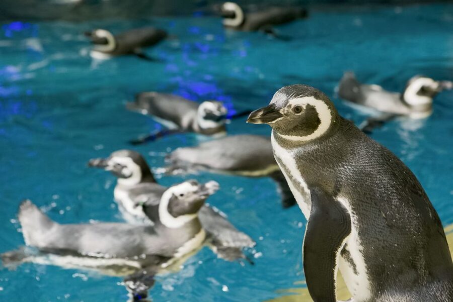 Chicago CityPASS®: Save up to 49% at 5 Top Attractions - 360 CHICAGO offers a different angle on the skyline
