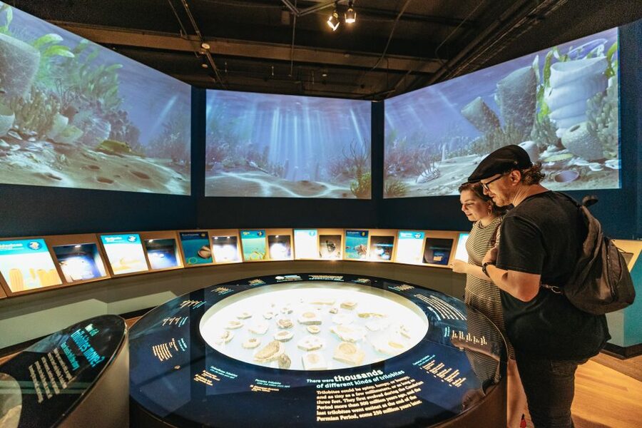Chicago: Field Museum of Natural History Ticket or VIP Tour - Is the $29 ticket good value?