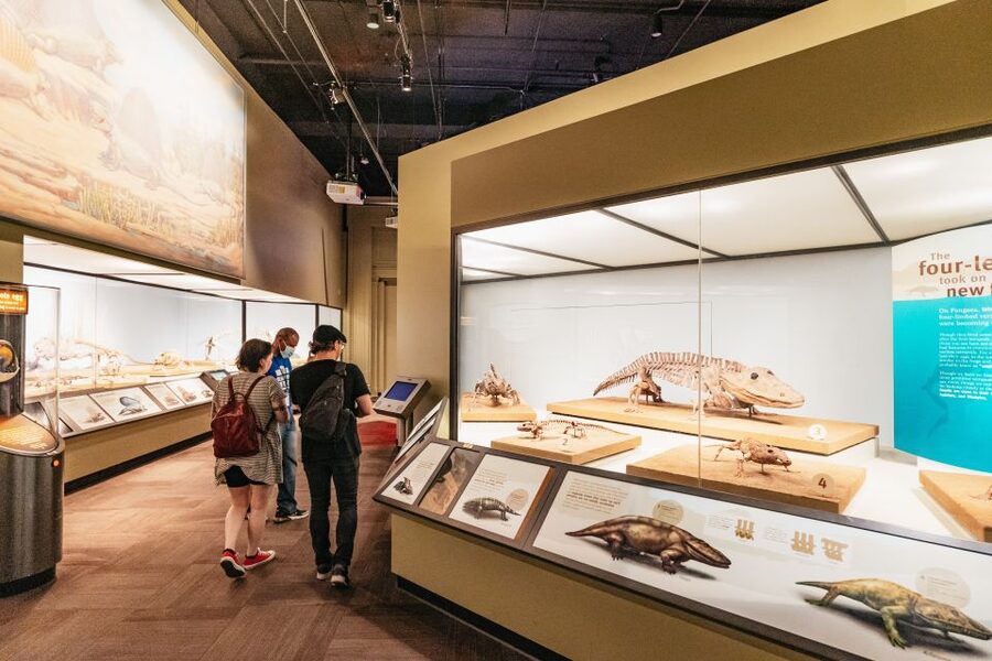 Chicago: Field Museum of Natural History Ticket or VIP Tour - Gems, Chinese jade, and life below the ground