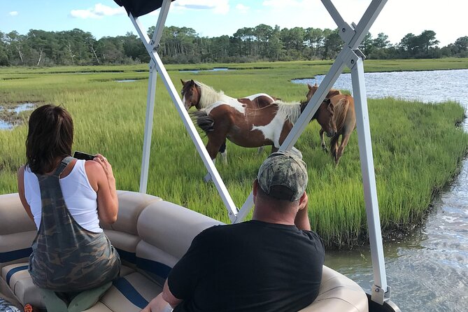 Chincoteague's Up The Bay Pony and Wildlife Tour by Boat - Key points to know before you book