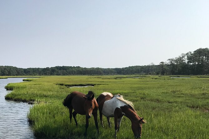 Chincoteague's Up The Bay Pony and Wildlife Tour by Boat - Why this small boat tour works so well
