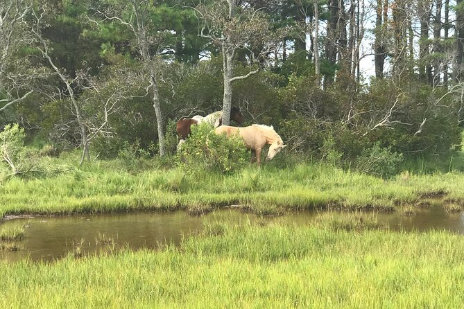 Chincoteague's Up The Bay Pony and Wildlife Tour by Boat - Dolphins, bald eagles, pelicans, and coastal birds