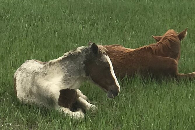 Chincoteague's Up The Bay Pony and Wildlife Tour by Boat - What the $75 price gets you