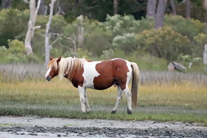 Chincoteague's Up The Bay Pony and Wildlife Tour by Boat - Who will enjoy this Chincoteague experience
