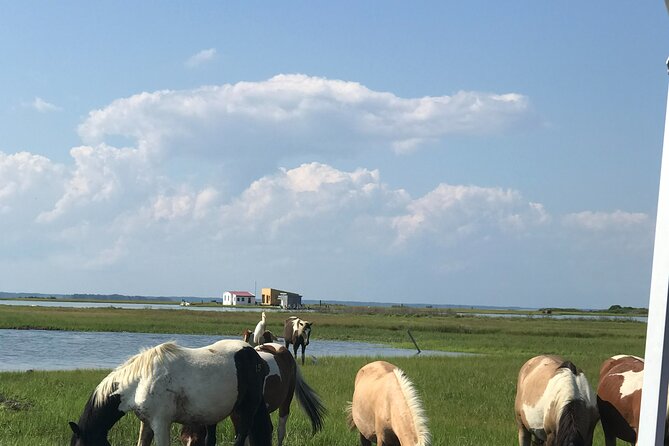 Chincoteague's Up The Bay Pony and Wildlife Tour by Boat - Leaving Curtis Merritt Harbor for the bay