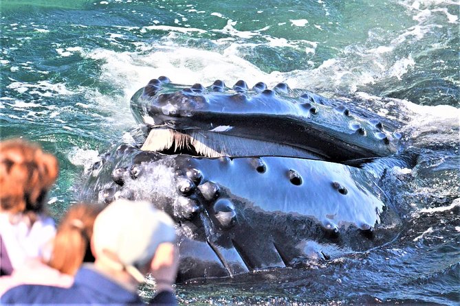 City Cruises Boston Whale Watching Cruise by High-Speed Boat - The quick facts that matter most