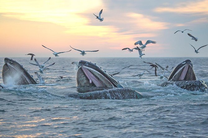 City Cruises Boston Whale Watching Cruise by High-Speed Boat - Cold wind and rough water