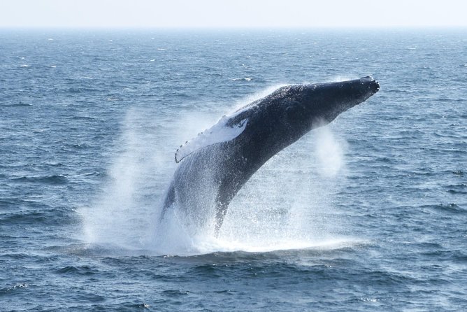 City Cruises Boston Whale Watching Cruise by High-Speed Boat - Is the $85.56 price fair?