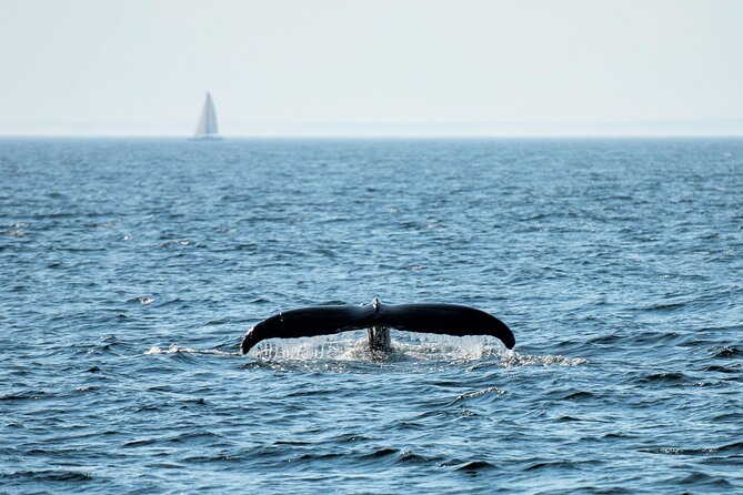 City Cruises Boston Whale Watching Cruise by High-Speed Boat - Who will enjoy this cruise most